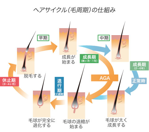 ヘアサイクル